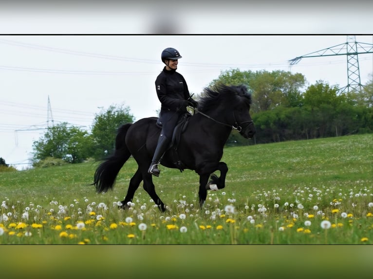 Pony Islandese Stallone Morello in Euskirchen