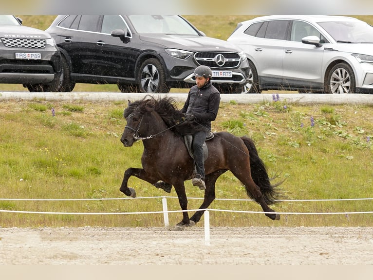 Pony Islandese Stallone Morello in Lochen am See