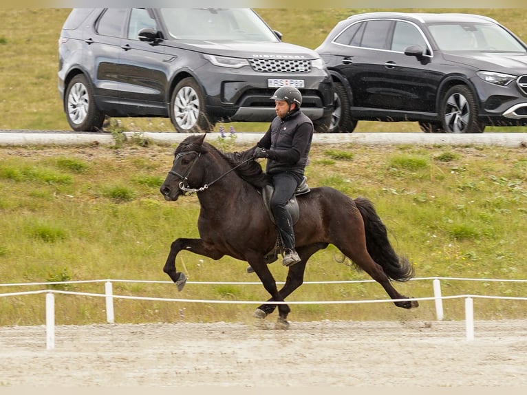 Pony Islandese Stallone Morello in Lochen am See