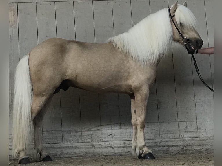 Pony Islandese Stallone Palomino in Lochen am See