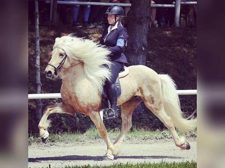 Pony Islandese Stallone Palomino in Lochen am See