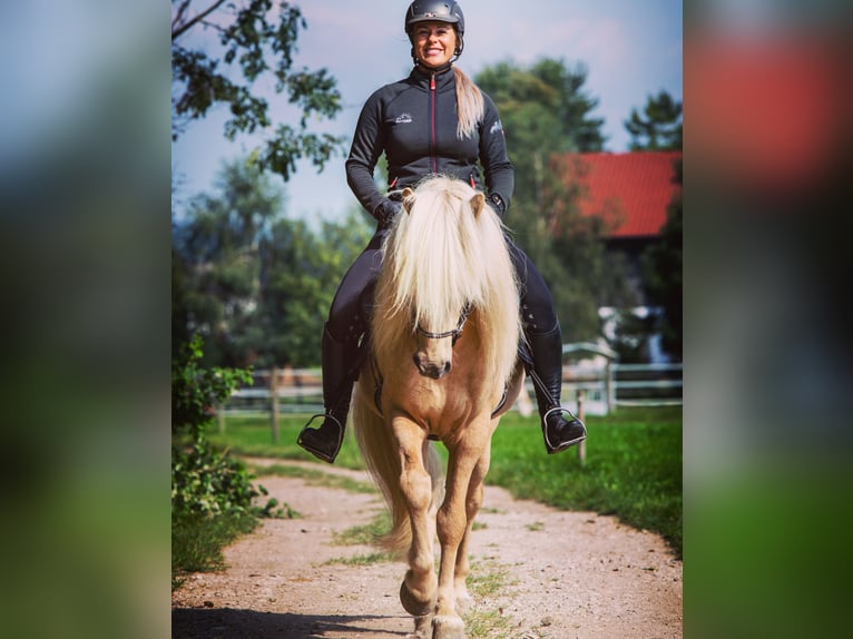 Pony Islandese Stallone Palomino in Lochen am See