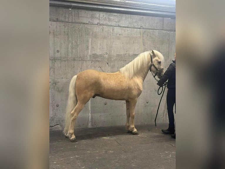 Pony Islandese Stallone Palomino in Thuine