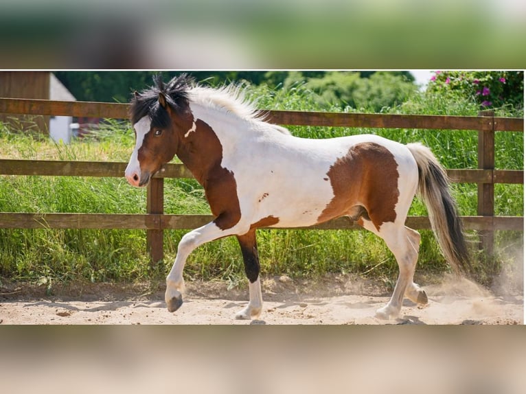 Pony Islandese Stallone Pezzato in Ganderkesee