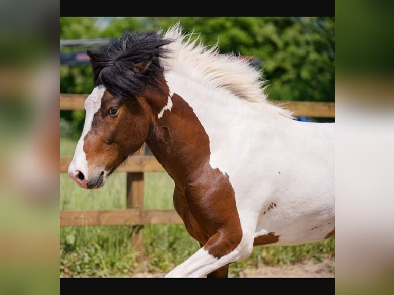 Pony Islandese Stallone Pezzato in Ganderkesee