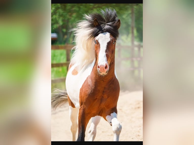 Pony Islandese Stallone Pezzato in Ganderkesee