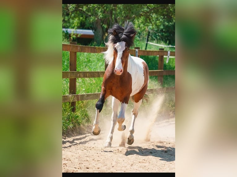 Pony Islandese Stallone Pezzato in Ganderkesee