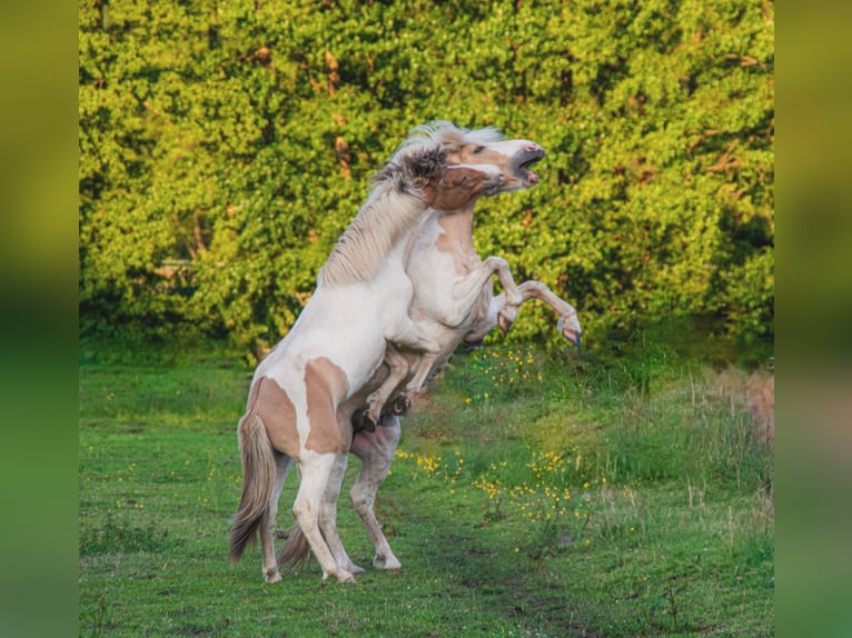 Pony Islandese Stallone Pezzato in Thuine