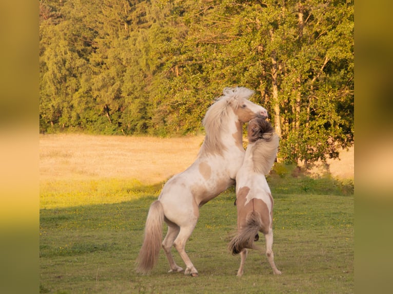Pony Islandese Stallone Pezzato in Thuine