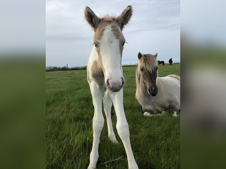 Pony Islandese Stallone Pezzato in Thuine