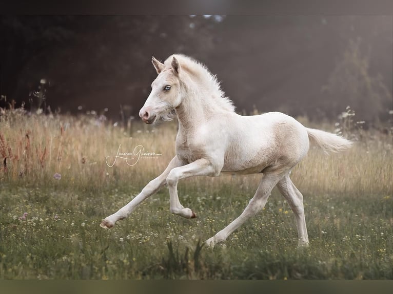 Pony Islandese Stallone Pezzato in Thuine