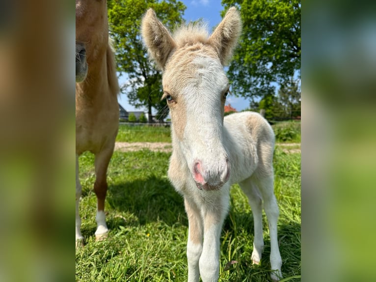 Pony Islandese Stallone Pezzato in Thuine