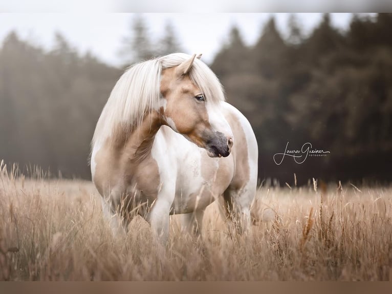 Pony Islandese Stallone Pezzato in Thuine