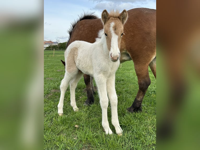 Pony Islandese Stallone Pezzato in Thuine