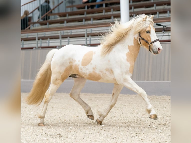 Pony Islandese Stallone Pezzato in Thuine