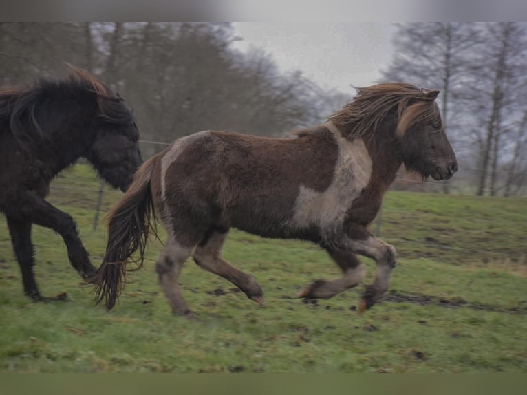 Pony Islandese Stallone Pezzato in Blunk