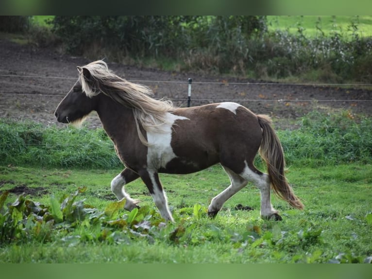 Pony Islandese Stallone Pezzato in Blunk