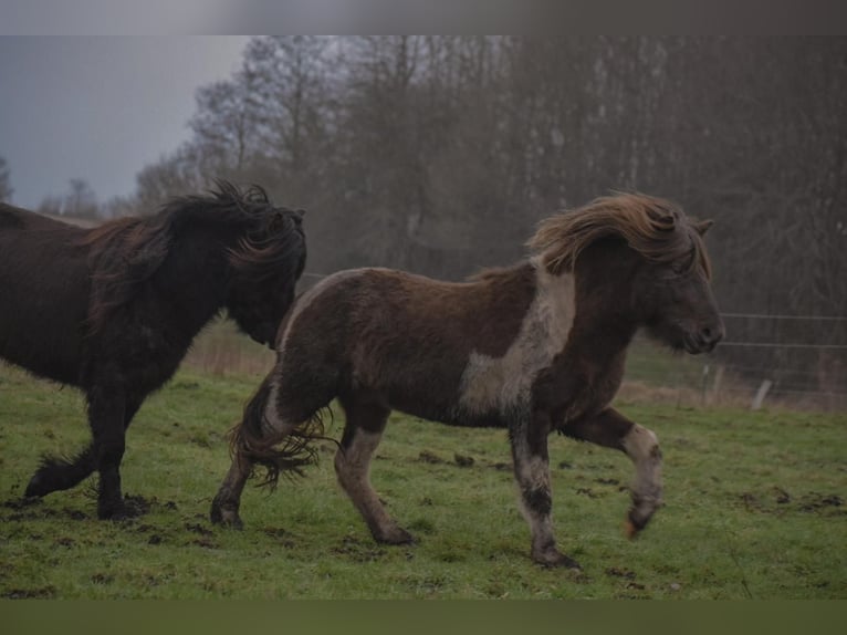 Pony Islandese Stallone Pezzato in Blunk