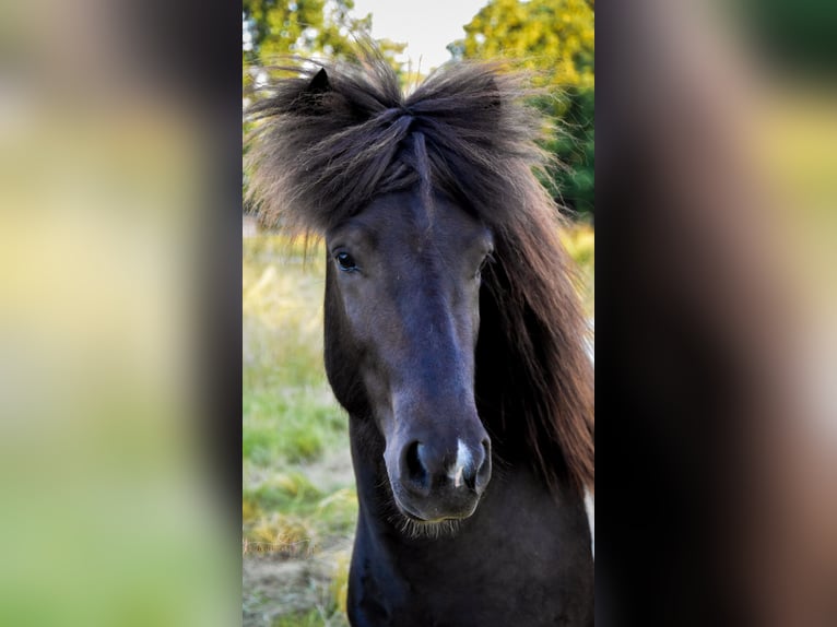 Pony Islandese Stallone Pezzato in Neuwied