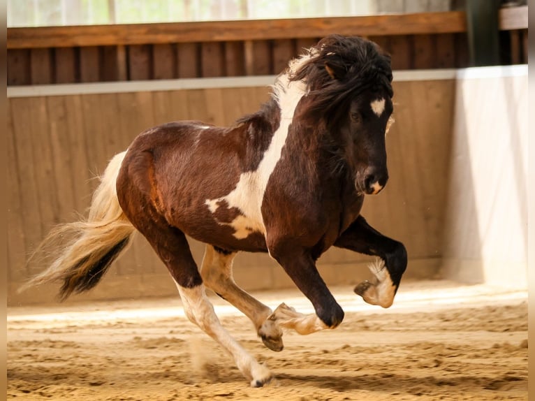 Pony Islandese Stallone Pezzato in Hatten
