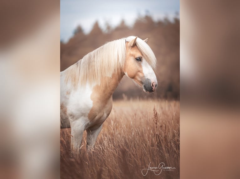 Pony Islandese Stallone Pezzato in Thuine