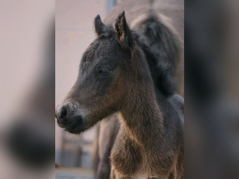 Pony Islandese Stallone Puledri (03/2026) 137 cm Baio in Denklingen