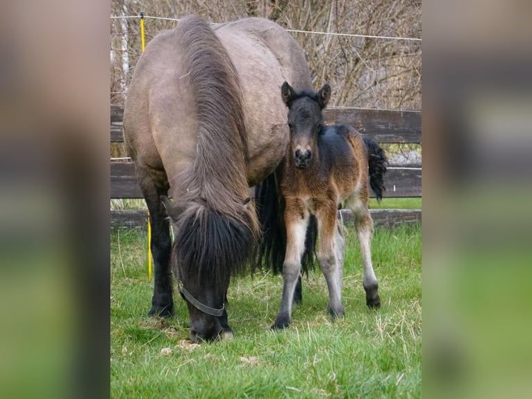 Pony Islandese Stallone Puledri (03/2026) 137 cm Baio in Denklingen