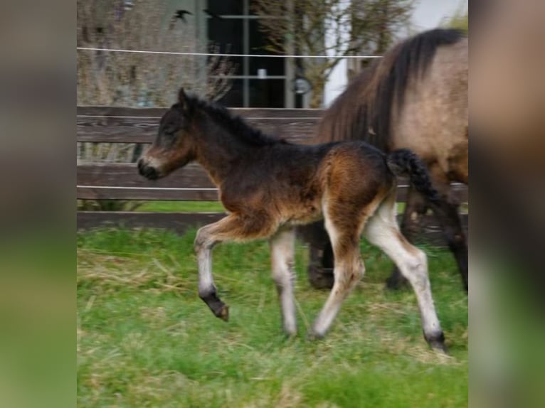 Pony Islandese Stallone Puledri (03/2026) 137 cm Baio in Denklingen