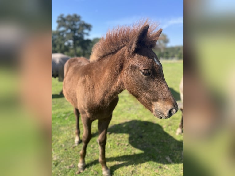 Pony Islandese Stallone Puledri (04/2024) 138 cm Sauro scuro in Soltau