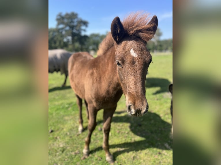 Pony Islandese Stallone Puledri (04/2024) 138 cm Sauro scuro in Soltau