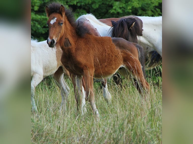 Pony Islandese Stallone  140 cm Baio in Saarland