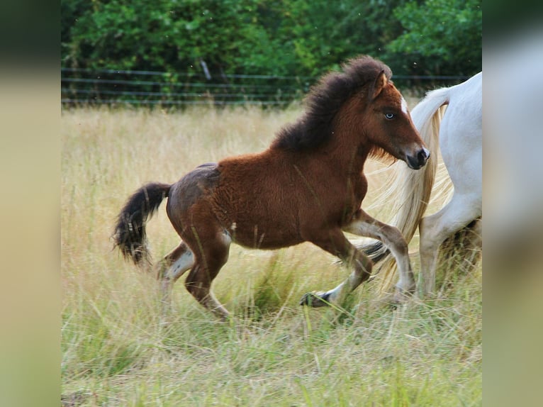 Pony Islandese Stallone  140 cm Baio in Saarland