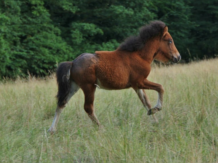 Pony Islandese Stallone  140 cm Baio in Saarland