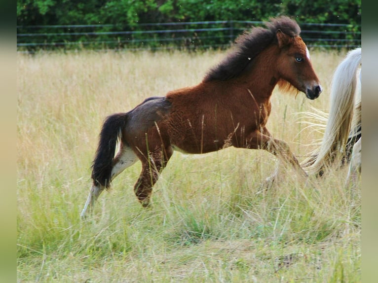 Pony Islandese Stallone  140 cm Baio in Saarland