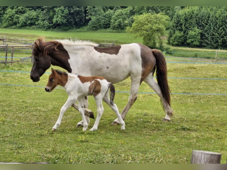 Pony Islandese Stallone Puledri (05/2025) 140 cm Baio in V&#xF6;lkermarkt
