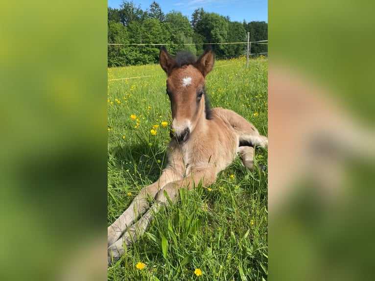 Pony Islandese Stallone  140 cm Baio chiaro in Anger