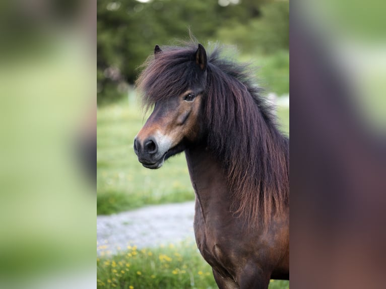Pony Islandese Stallone  140 cm Baio chiaro in Anger