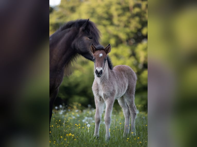 Pony Islandese Stallone  140 cm Baio chiaro in Anger