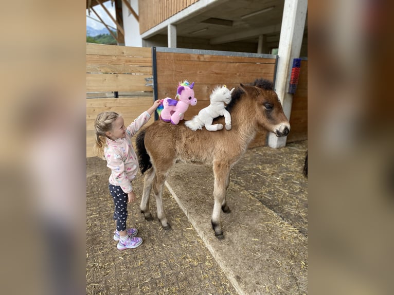 Pony Islandese Stallone  140 cm Baio chiaro in Anger
