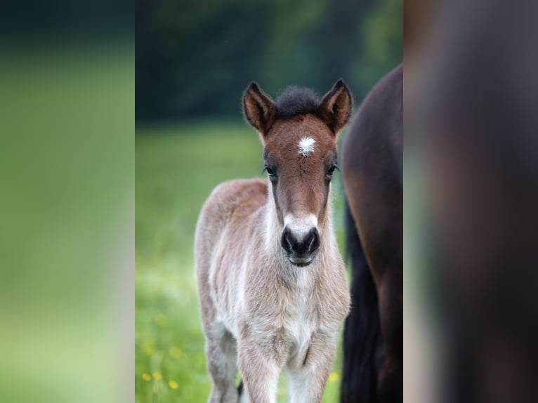 Pony Islandese Stallone  140 cm Baio chiaro in Anger