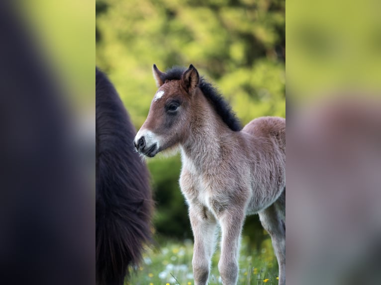 Pony Islandese Stallone  140 cm Baio chiaro in Anger