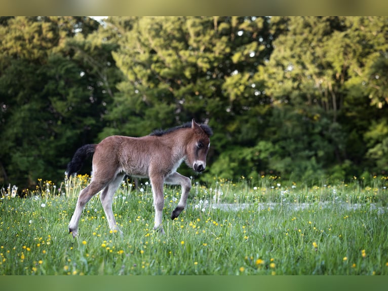 Pony Islandese Stallone  140 cm Baio chiaro in Anger