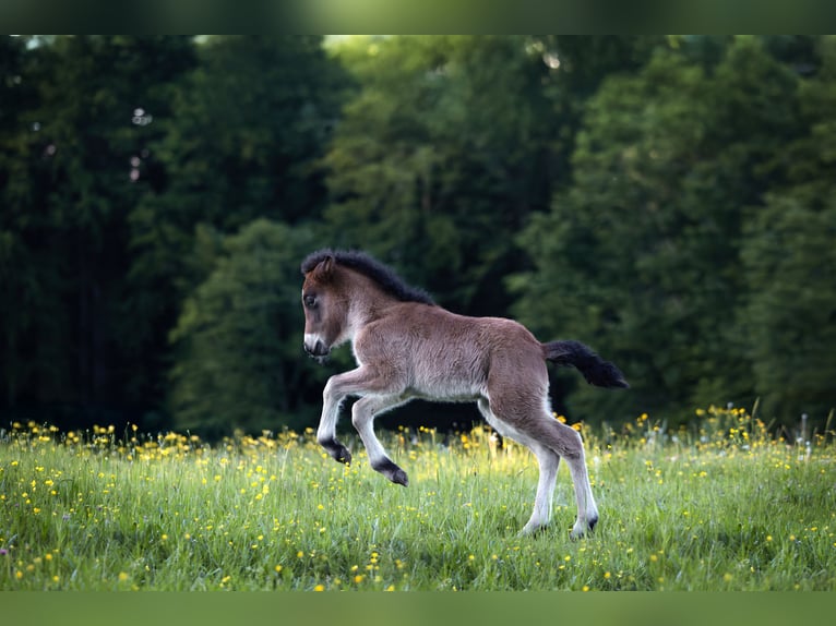 Pony Islandese Stallone  140 cm Baio chiaro in Anger