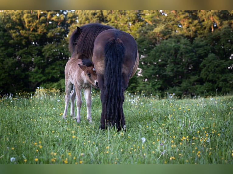 Pony Islandese Stallone  140 cm Baio chiaro in Anger