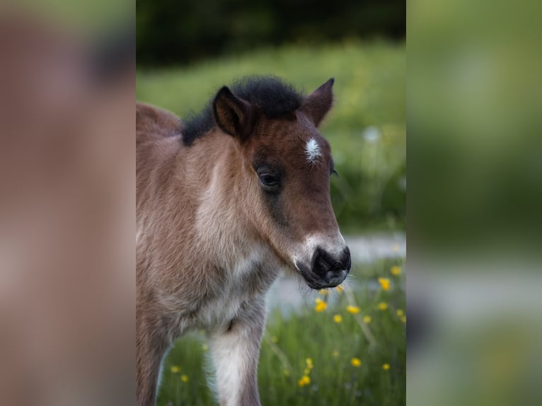 Pony Islandese Stallone  140 cm Baio chiaro in Anger