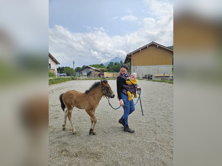 Pony Islandese Stallone  140 cm Baio chiaro in Anger