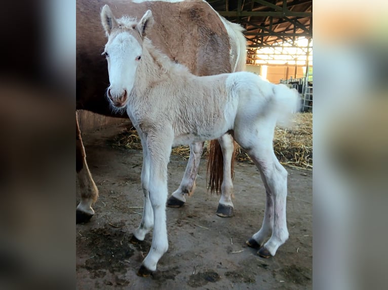 Pony Islandese Stallone Puledri (05/2026) 140 cm Bianco in Saarland
