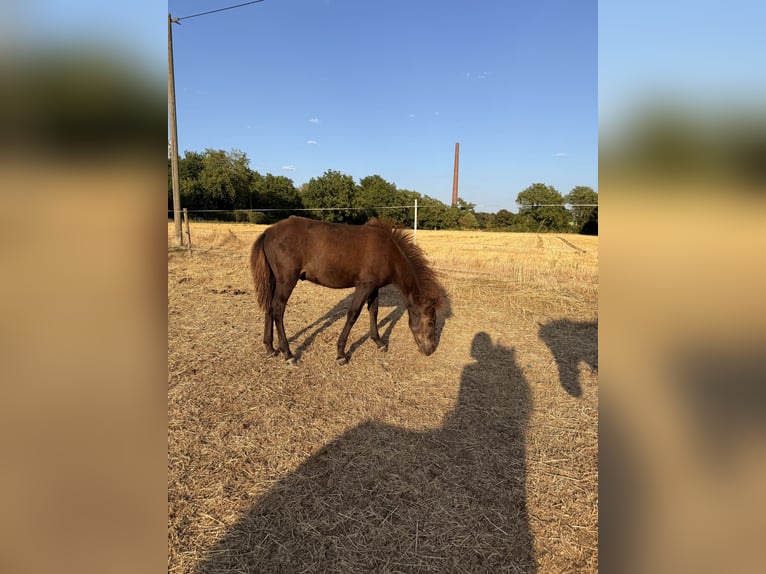 Pony Islandese Stallone Puledri (03/2026) 140 cm Morello in Neuwied