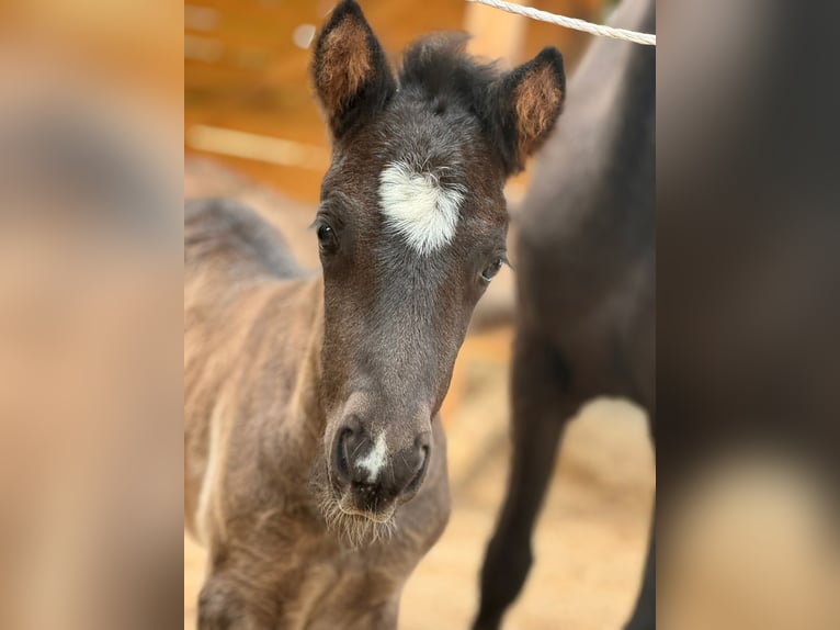 Pony Islandese Stallone Puledri (05/2026) 140 cm Morello in Hamm