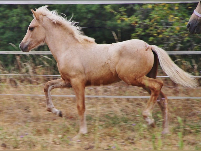 Pony Islandese Stallone Puledri (04/2026) 140 cm Palomino in Saarland